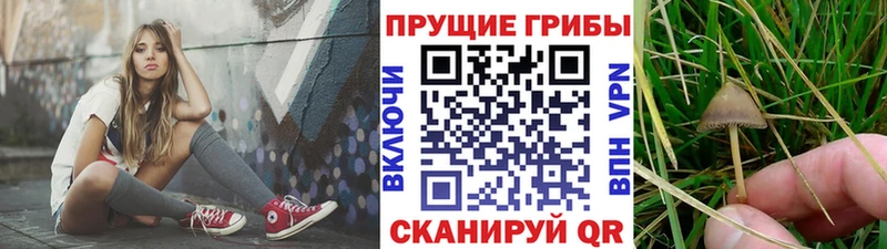 Псилоцибиновые грибы Cubensis  Красноуфимск 